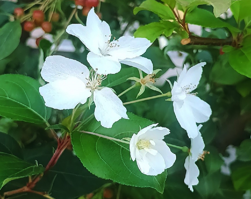 В Перми вновь зацвели яблони
