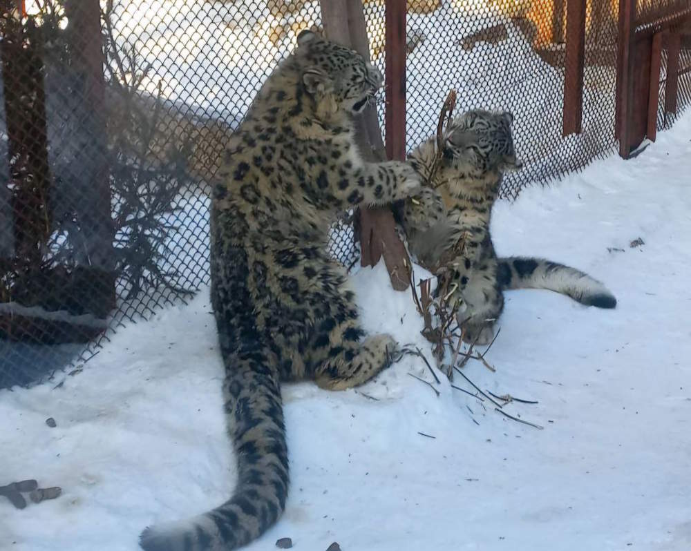 Барсята Кунгур и Юнгур переехали в новый вольер в пермском зоопарке