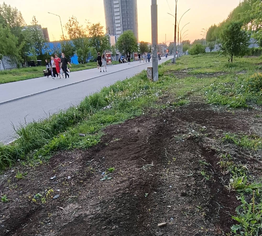 В Перми скосили часть дикоросов, посаженных экоактивистами