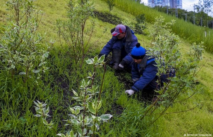 До ноября на набережной высадят 220 деревьев и 5,5 тысяч кустарников